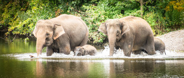 istock Elephant Family Swim 1174912716
