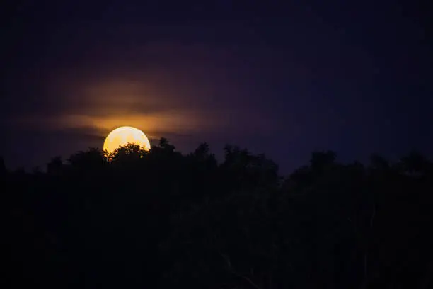 Photo of Moonrise of orange autumn harvest moon rising above treelined area