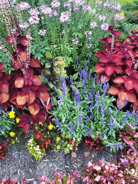 istock Mixed wildflowers: red leaves, purple, yellow, and greenery 1174914791
