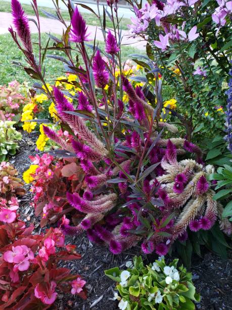 istock Purple and yellow wildflowers 1174914799