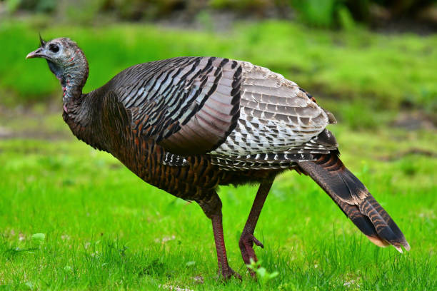 istock Portrait of a hen 1174915617
