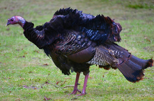 Shaking off the rain Male wild turkey shaking off the rain preening stock pictures, royalty-free photos & images