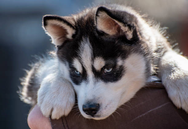 cucciolo di malamute. - 4611 foto e immagini stock