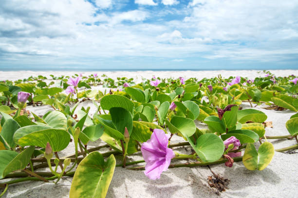 istock Pink morning glory flowers blooming on the tropical beach 1174917518