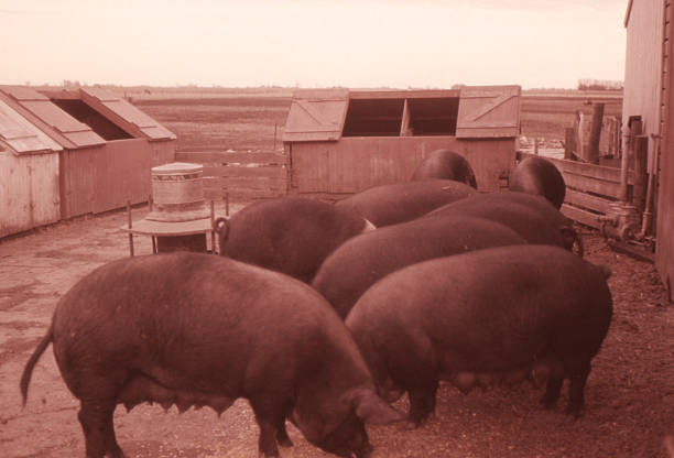 istock sows in farrowing pen 1960 117491952