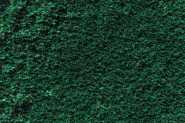 istock Natural background of green leaves 1174920302