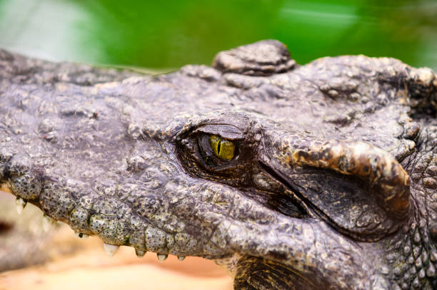 istock Crocodile live in the marsh. 1174920974