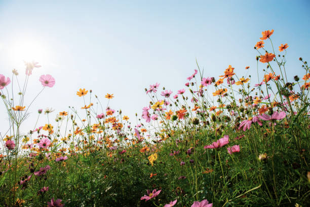 istock Cosmos on field in winter. 1174921140