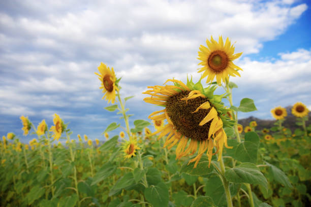 istock Sunflower on field at sky. 1174921180