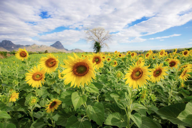 istock Sunflower on field in winter. 1174921193