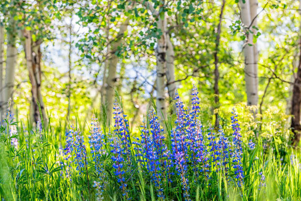 grupa fioletowych kwiatów łubinu w małym lesie w snowmass village w aspen, kolorado i wiele kolorowych kwiatów w aspen grove - wildflower flower colorado lupine zdjęcia i obrazy z banku zdjęć