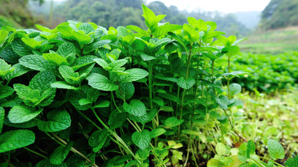 istock Green mint plants grow at vegetable garden 1174922112