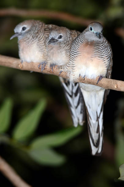 istock Sparrow perching on a branch of the tree. 1174922191