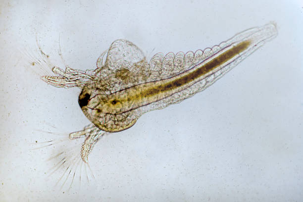 istock brine shrimp nauplii, Artemia franciscana, micrograph 1174922884
