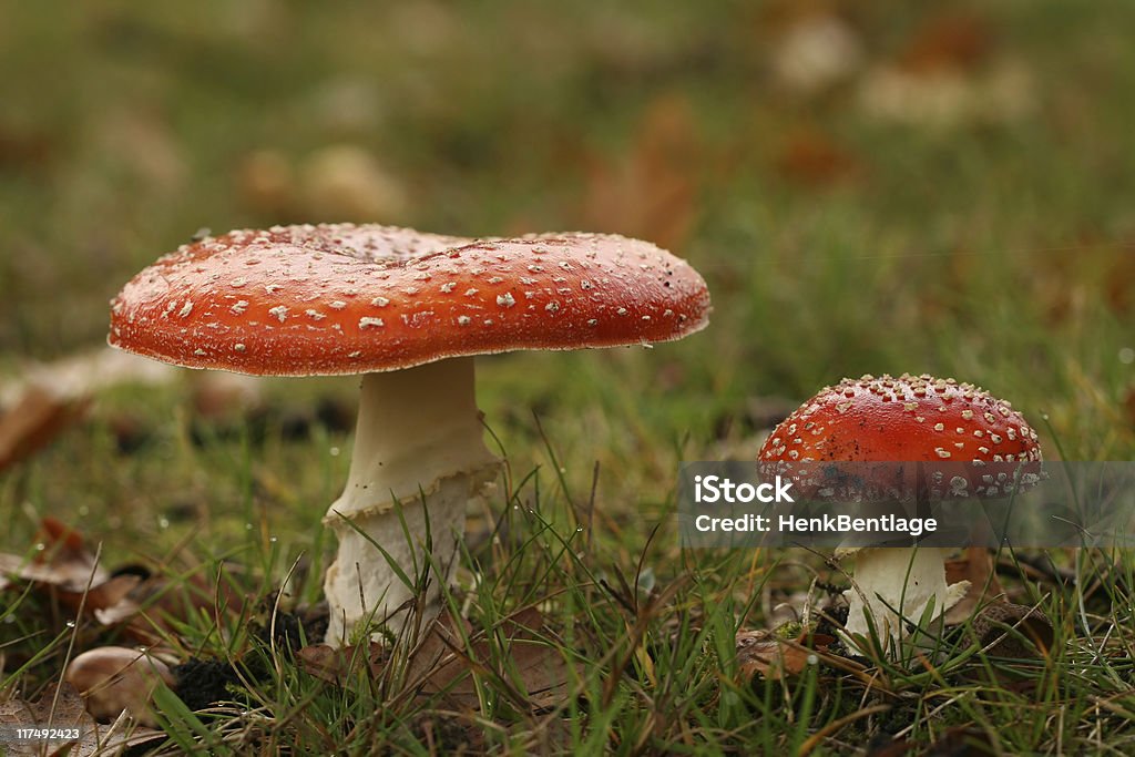 Toadstool Big Autumn Scene Two Toadstools Big And Small Stock Photo - Download Image ...