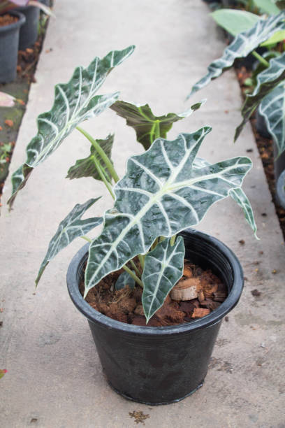 istock Palm house plant 1174926273