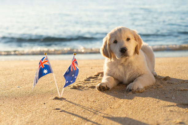 Golden Retriever puppy, on the beach, with Australian Flags, copy space.
