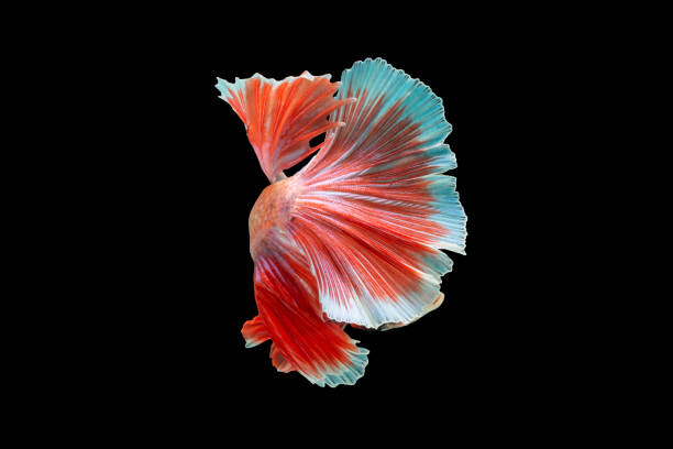 Close-Up Of Siamese Fighting Fish Against Black Background Close-Up Of Siamese Fighting Fish Against Black Background white halfmoon betta splendens fish stock pictures, royalty-free photos & images