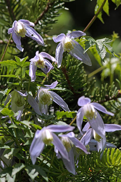 Clematis alpina  clematis alpina stock pictures, royalty-free photos & images