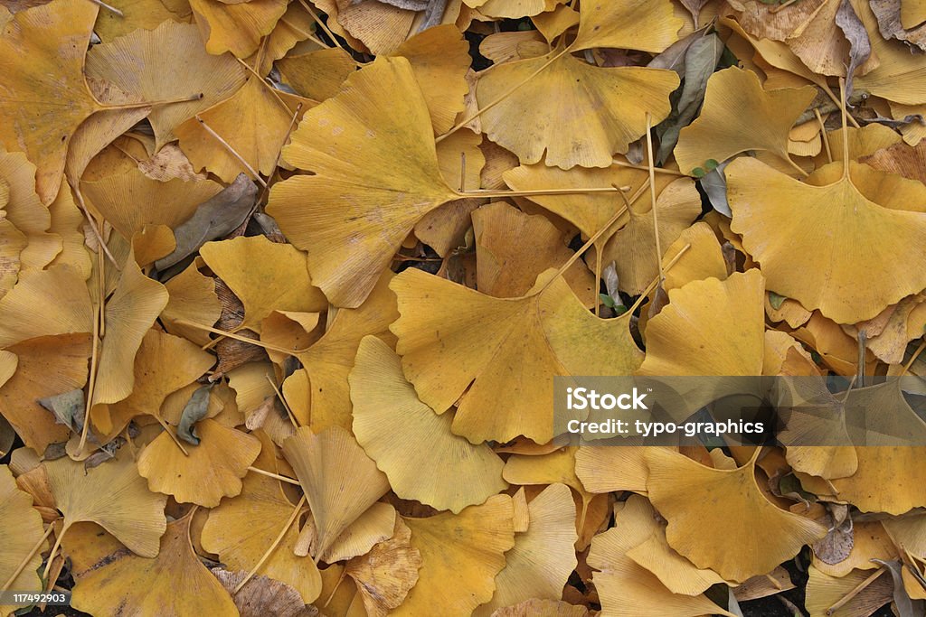 Gingko hojas - Foto de stock de Aire libre libre de derechos