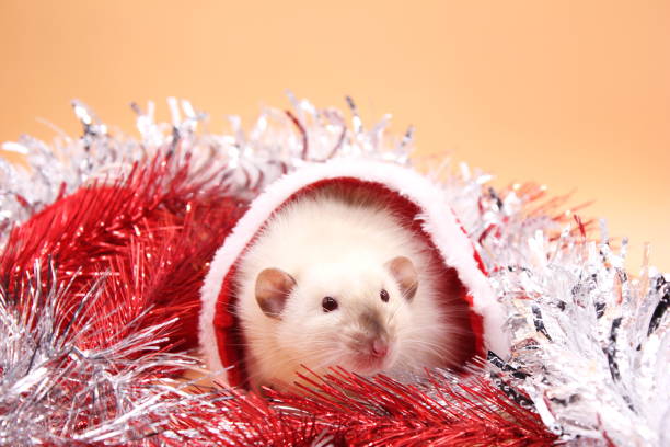 istock A rat sits inside Santa's hat among the tinsel 1174931120
