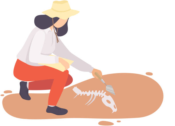 illustrazioni stock, clip art, cartoni animati e icone di tendenza di archeologa femminile che spazza lo sporco dalle ossa dello scheletro animale preistorico usando il pennello, personaggio scienziato paleontologico che lavora sugli scavi con artefatti storici illustrazione vettoriale piatta - paleontologo