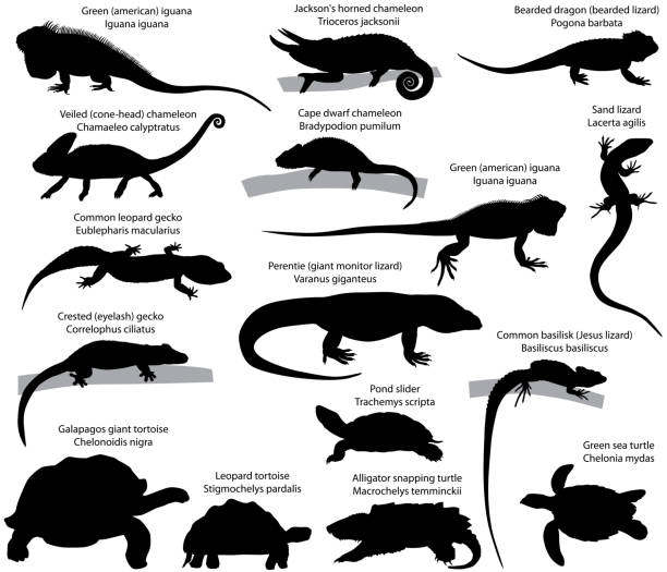 Silhouettes of reptiles Collection of silhouettes of reptiles: green (american) iguana, perentie (giant monitor lizard), Jackson's horned chameleon, veiled (cone-head) chameleon, cape dwarf chameleon, common leopard gecko, crested (eyelash) gecko, sand lizard, bearded dragon (lizard), common basilisk, pond slider, galapagos giant tortoise, leopard tortoise, alligator snapping turtle, green sea turtle monitor lizard stock illustrations