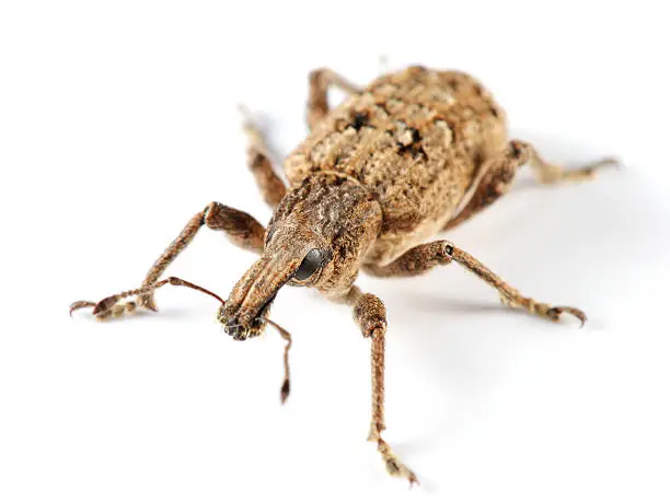 Photo of Large weevil