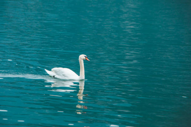 white swan swimming in blue lake water