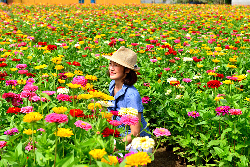 A Japanese woman is surrounded by colorful zinnia flowers. 
Zinnia is a genus of about 20 species of annual plants of daisy family. Zinnia has a bright, solitary, daisy-like flower-head on a single, erect stem and bloom in a wide variety of colors with large, mixed flowers.