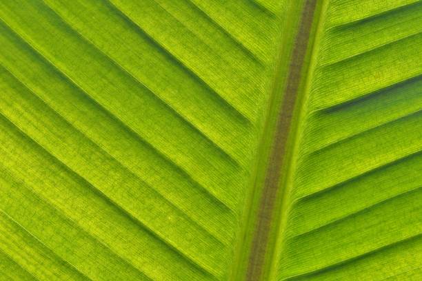istock Banana green leaf close-up background 1174937344