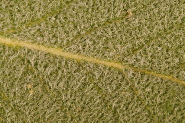 istock sage green surface. details of fresh sage leaf, close up. 1174937437