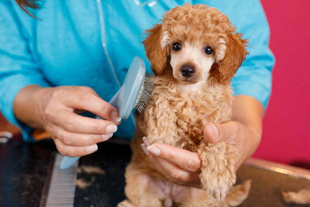 Dog Groomer  cares for brown toy poodle dog in a specialized salon. Female  professional holding pet grooming tools in hands and accessory set on a table surrounded by cut fur in an pet saloon Dog Groomer  cares for brown toy poodle dog in a specialized salon. Female  professional holding pet grooming tools in hands and accessory set on a table surrounded by cut fur in an pet saloon Combing stock pictures, royalty-free photos & images