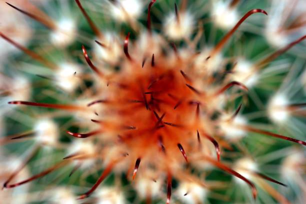 istock blurred abstract view of green cactus as texture background 1174937535