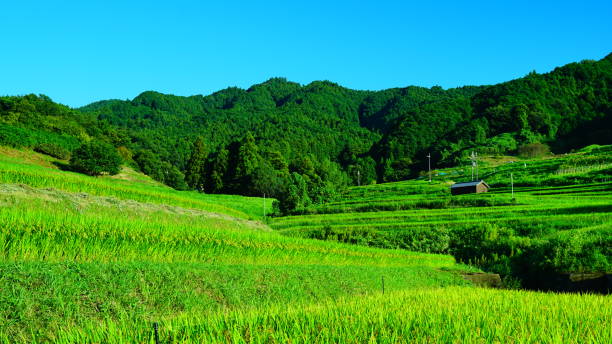 istock Inabuchi Rice terraces, Asuka, Nara, Japan 1174937854