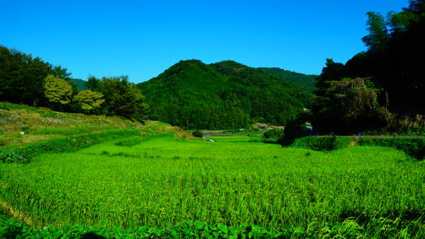 istock Inabuchi Rice terraces, Asuka, Nara, Japan 1174937888