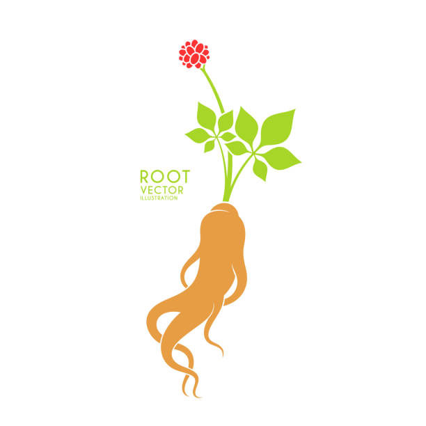 ilustrações, clipart, desenhos animados e ícones de ginseng vermelho. ilustração do vetor. folha e bagas da raiz do ginseng no fundo branco - ginseng isolated root herbal medicine