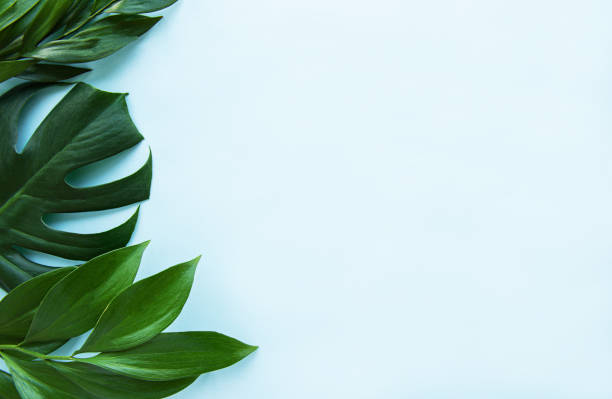 istock Tropical leaves and monstera leaf 1174938862