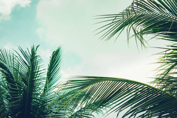istock Coconut palm tree foliage under sky. Vintage background. Retro toned poster. 1174938881