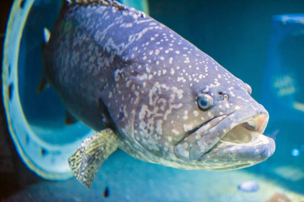 istock grouper in the sea in close up 1174940532