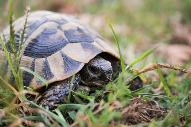 istock Tortoise in nature 1174942867