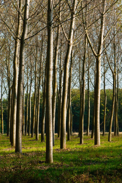istock Poplar plantation at autumn 1174943475