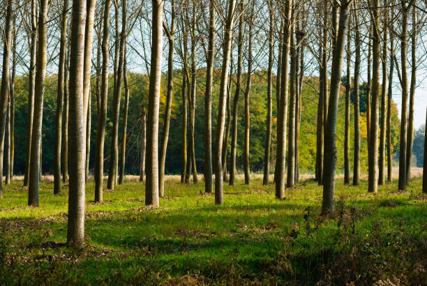 istock Poplar plantation at autumn 1174943499