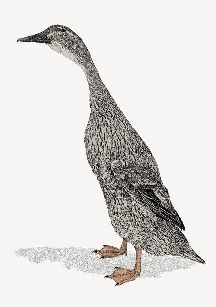 Vector illustration of Pacific Duck Walking