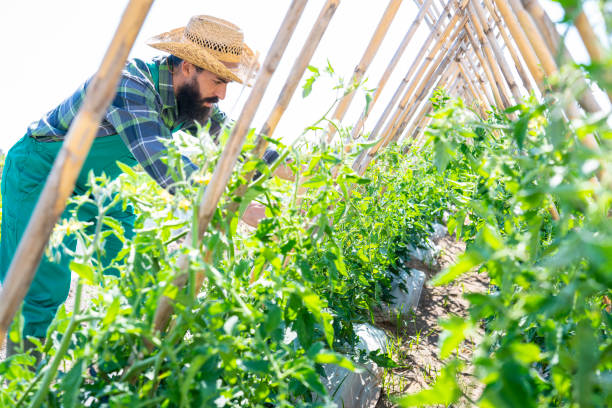 istock Farmer tomato agriculture Mediterranean 1174943971