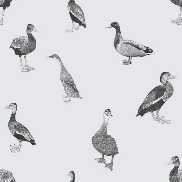 Ducks Seamless Repeat Pattern Vector seamless repeat. All colors are layered and grouped separately.
Icons are available in more detail and in stroke form from my iStock folio. Easily editable. duck bird illustrations stock illustrations
