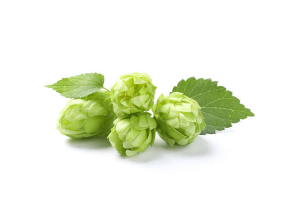 istock Green fresh hop cones isolated on white background, close up 1174946279