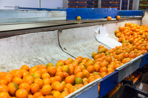 instalaciones de producción de mandarinas en granja agrícola - sorter fotografías e imágenes de stock