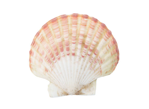 istock Scallop seashell isolated on white 1174946569