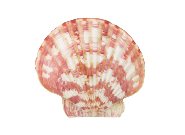 istock Scallop seashell isolated on white 1174946589